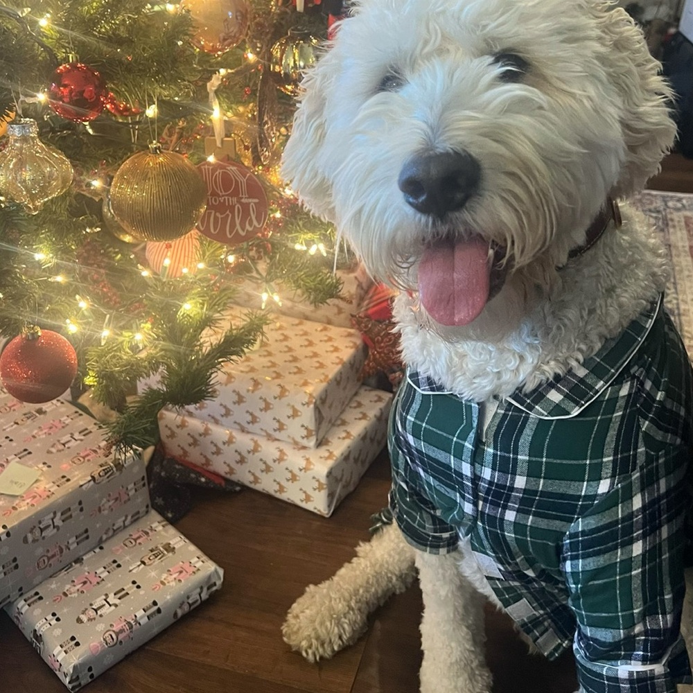 Fabdog Xmas shirt NWT